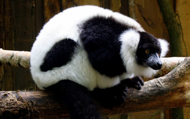 Entreeticket Zoo Veldhoven