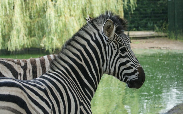 Entreeticket Zoo Veldhoven