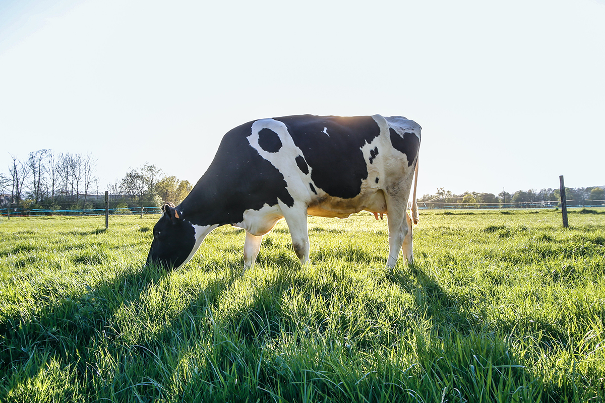 Strippenkaart voor 11 bollen ijs bij Boerderij Boterhuys