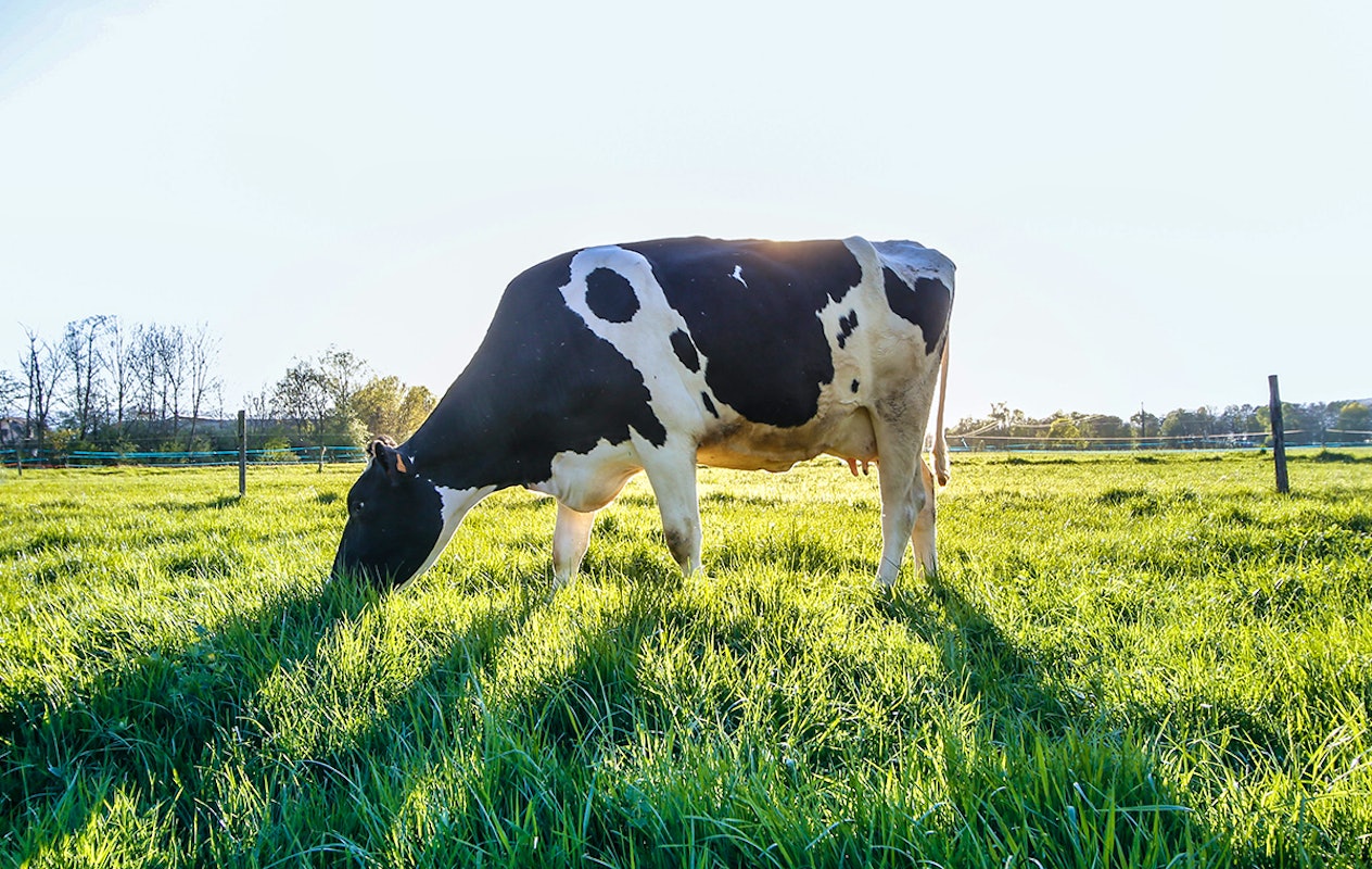 Strippenkaart voor 11 bollen ijs bij Boerderij Boterhuys