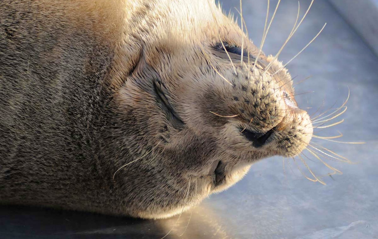 Entreeticket A Seal Stellendam