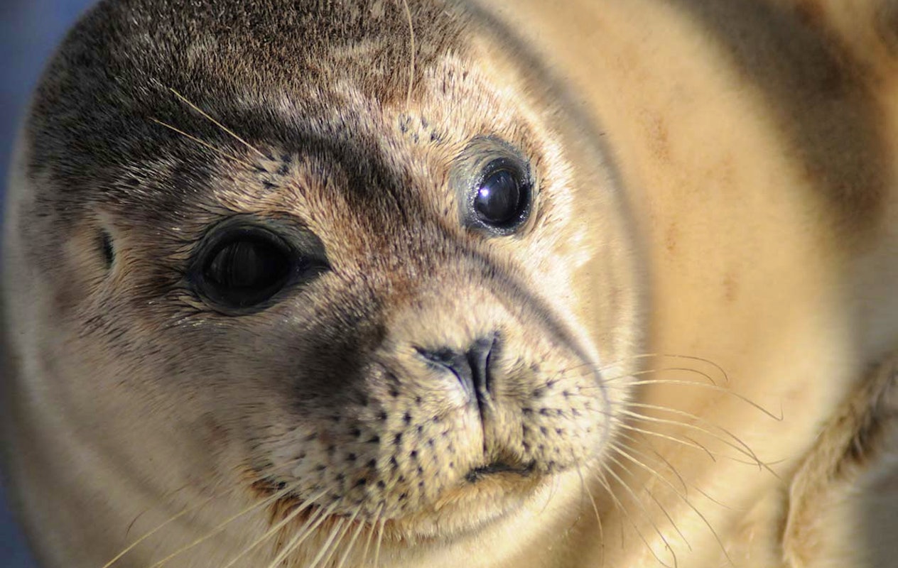 Entreeticket A Seal Stellendam