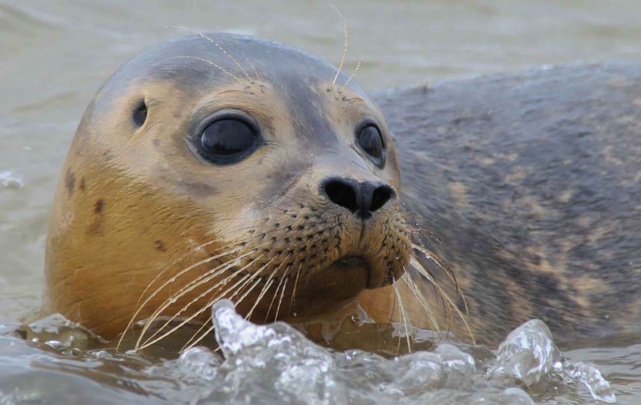 Entreeticket A Seal Stellendam