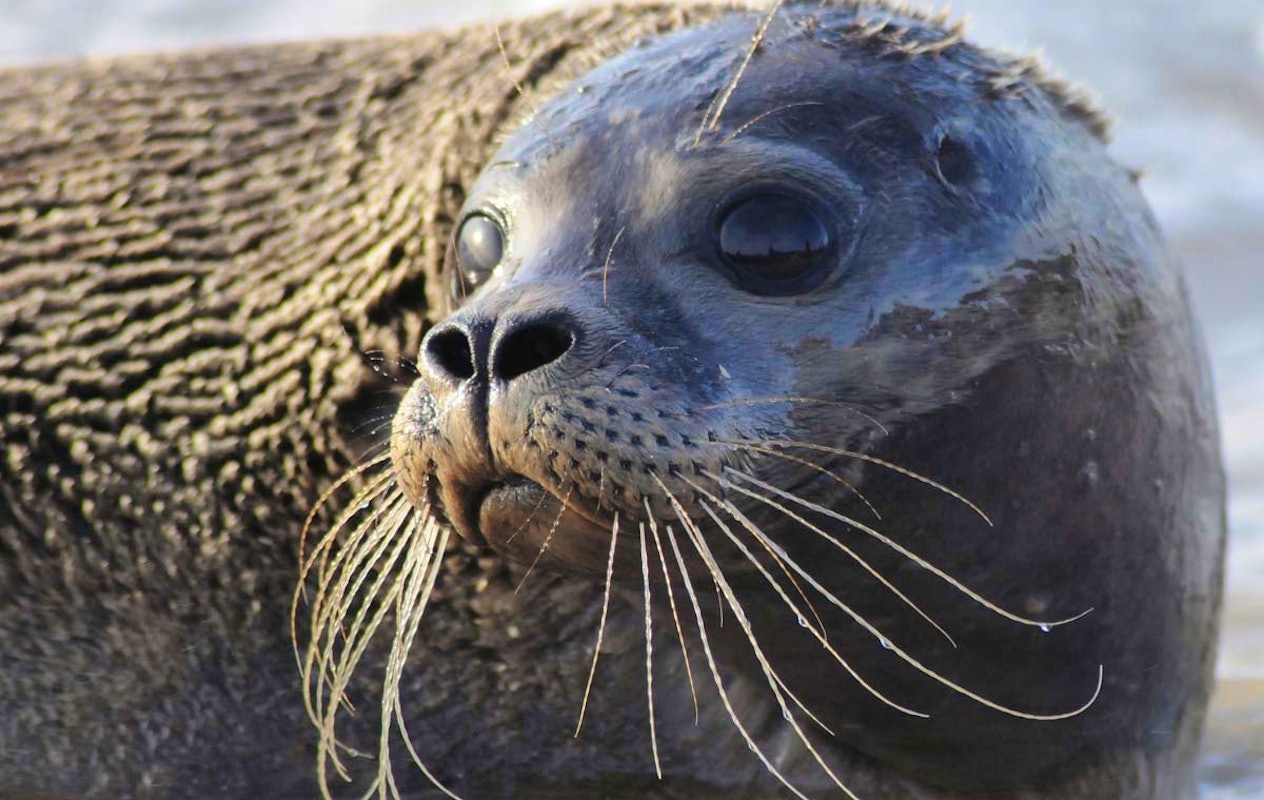 Entreeticket A Seal Stellendam