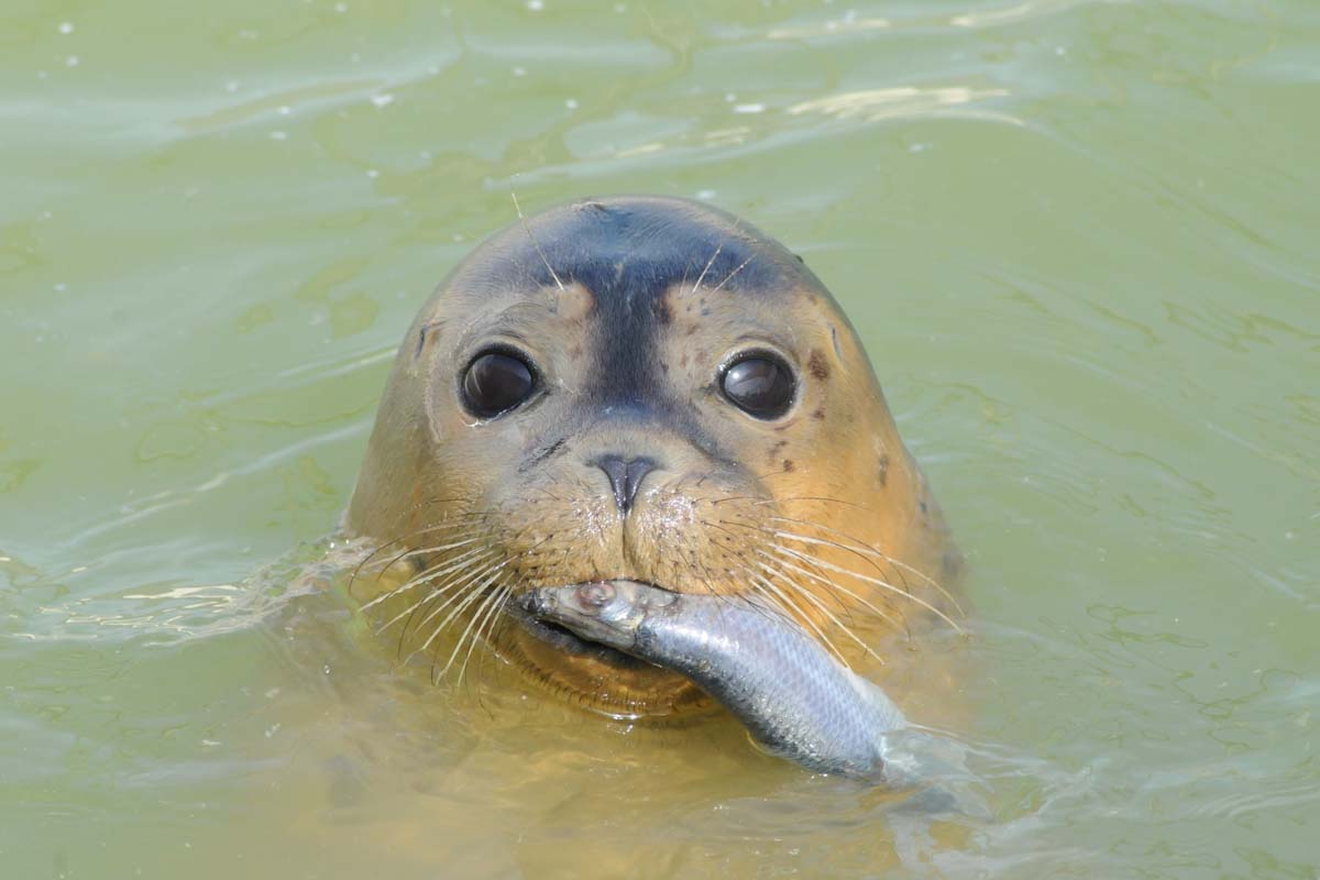 Entreeticket A Seal Stellendam