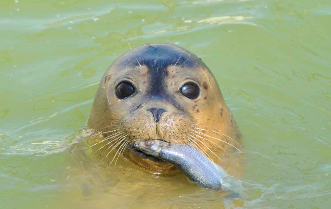 Entreeticket A Seal Stellendam