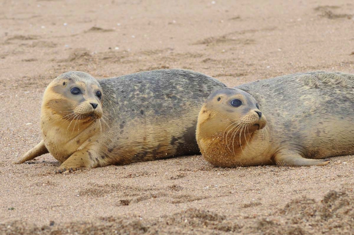 Entreeticket A Seal Stellendam