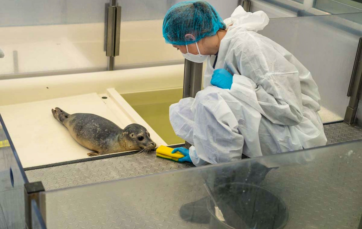 Entreeticket A Seal Stellendam