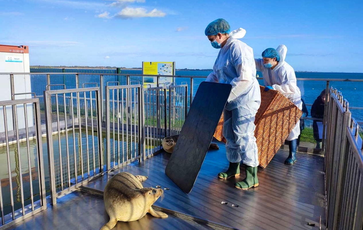Entreeticket A Seal Stellendam