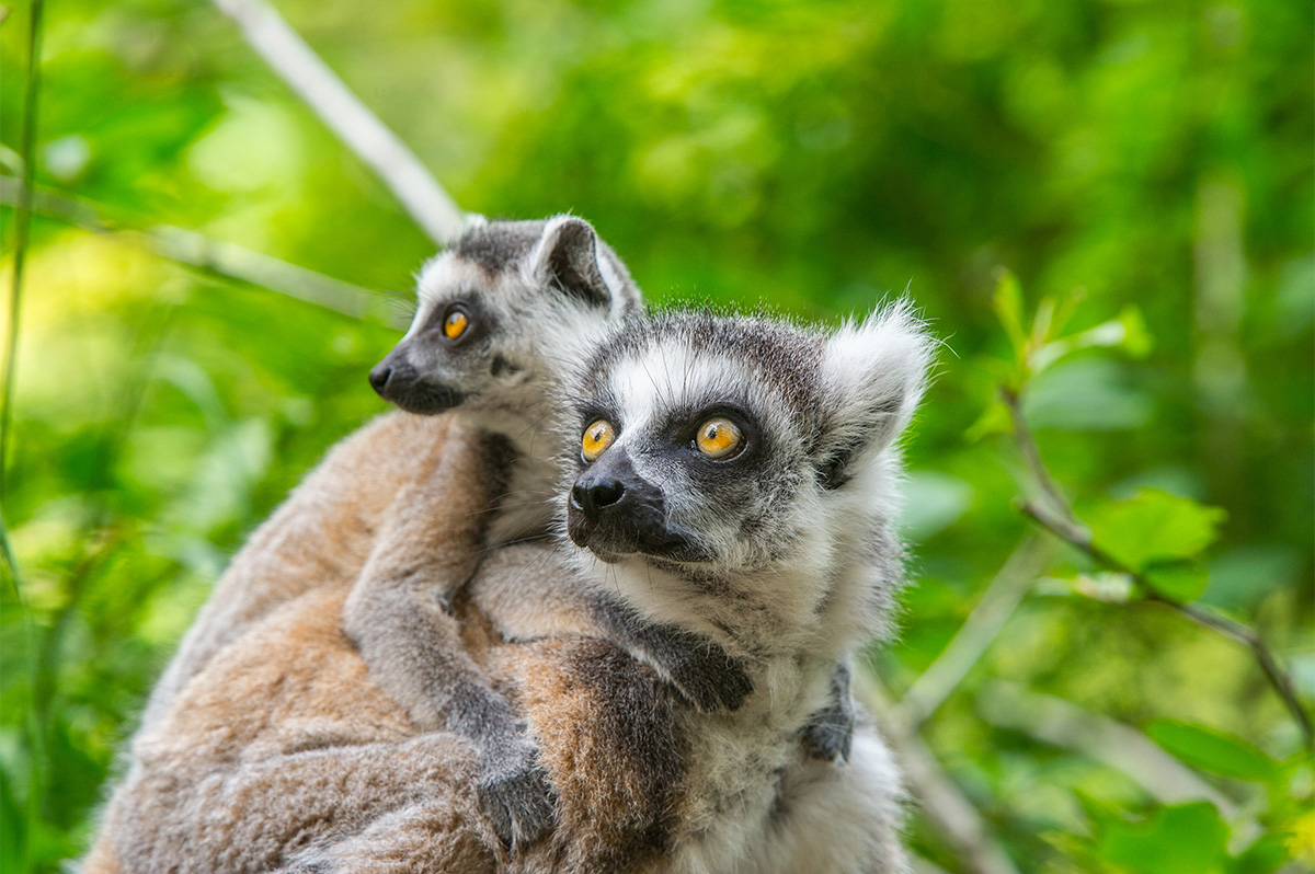 Entreeticket Apenheul