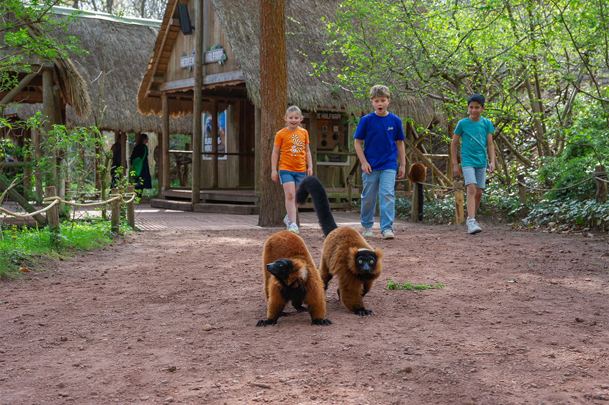 Entreeticket Apenheul