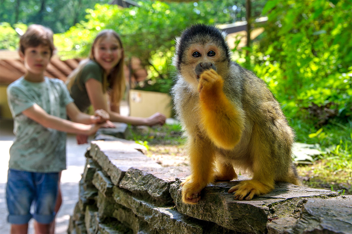 Entreeticket Apenheul