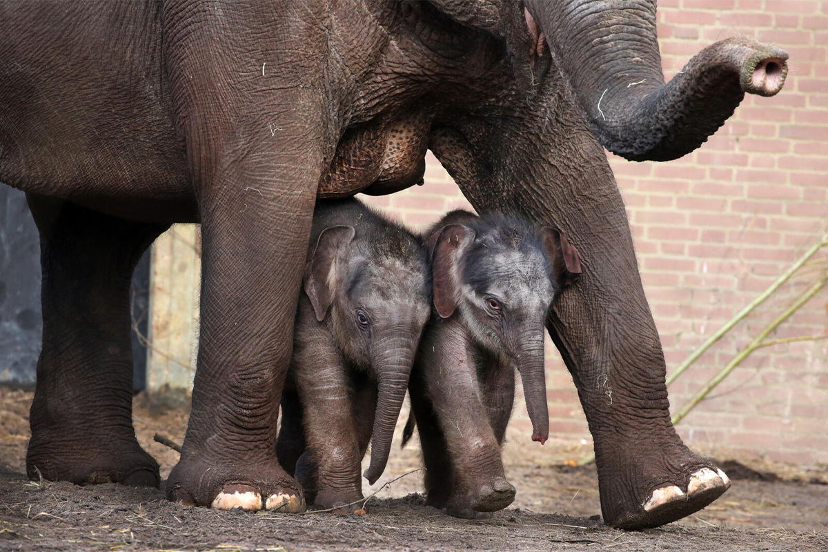 Entreeticket ARTIS-Park