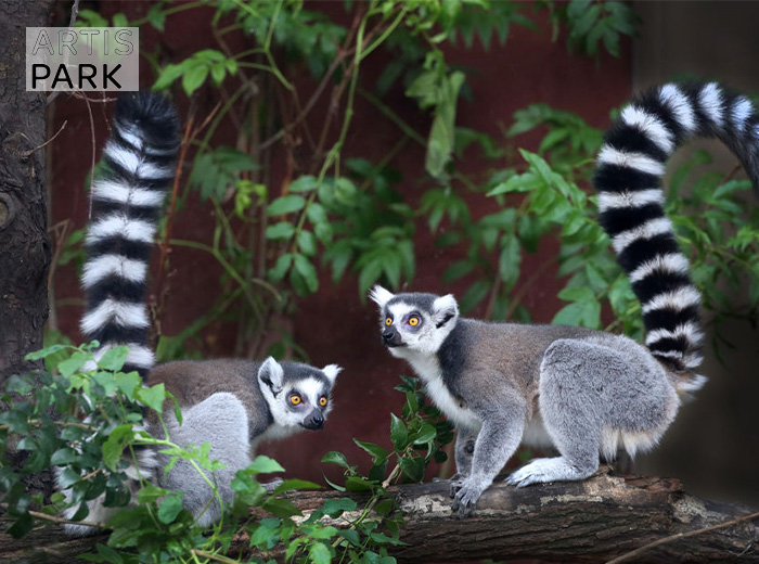 Entreeticket ARTIS-Park