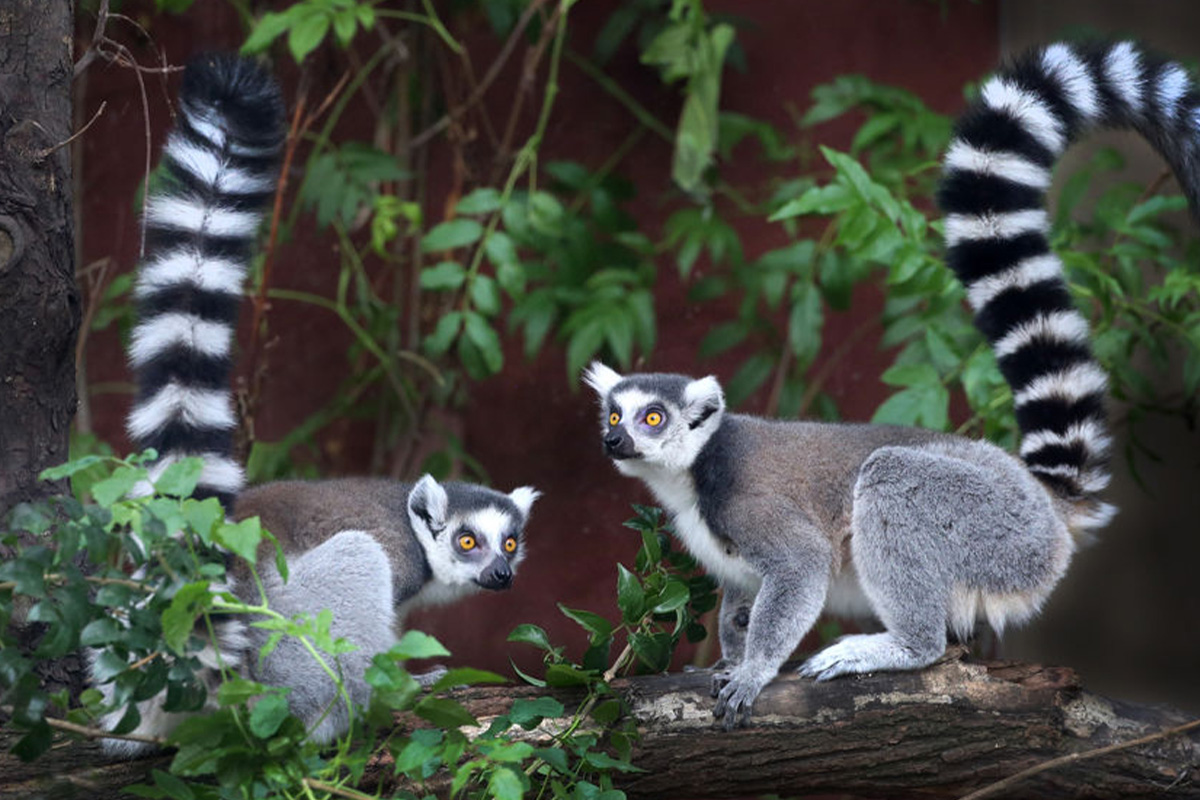 Entreeticket ARTIS-Park