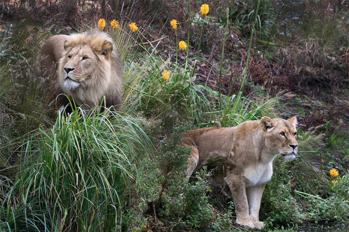 Entreeticket ARTIS-Park