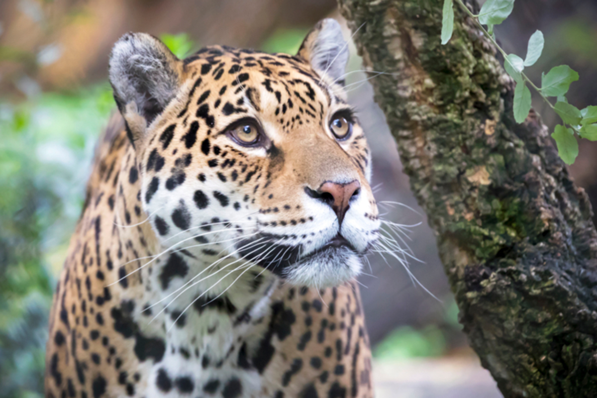 Entreeticket ARTIS-Park