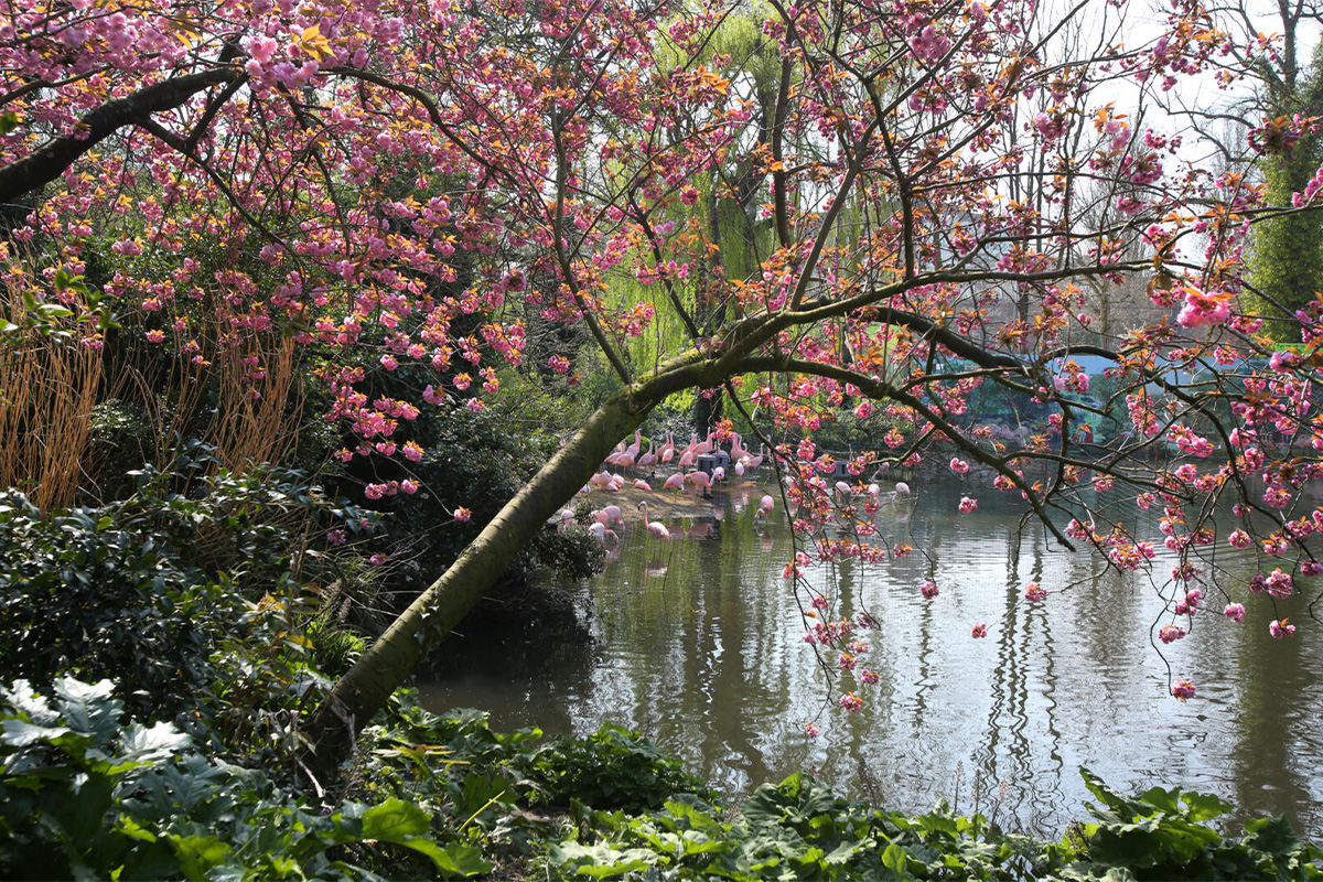 Entreeticket ARTIS-Park