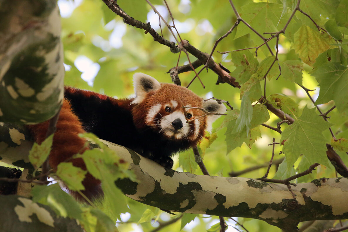 Entreeticket ARTIS-Park