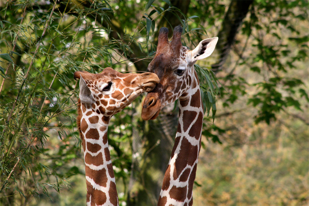 Entreeticket ARTIS-Park