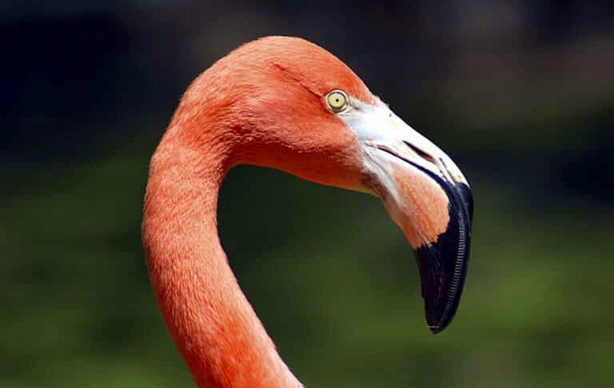 Entreeticket Vogelpark Avifauna + XXL speeltuin