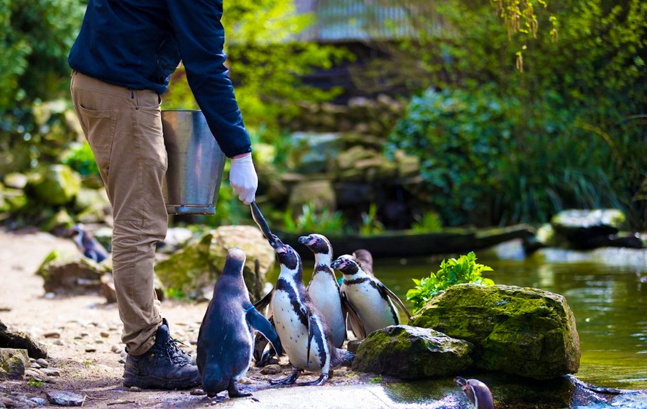 Entreeticket Vogelpark Avifauna + XXL speeltuin