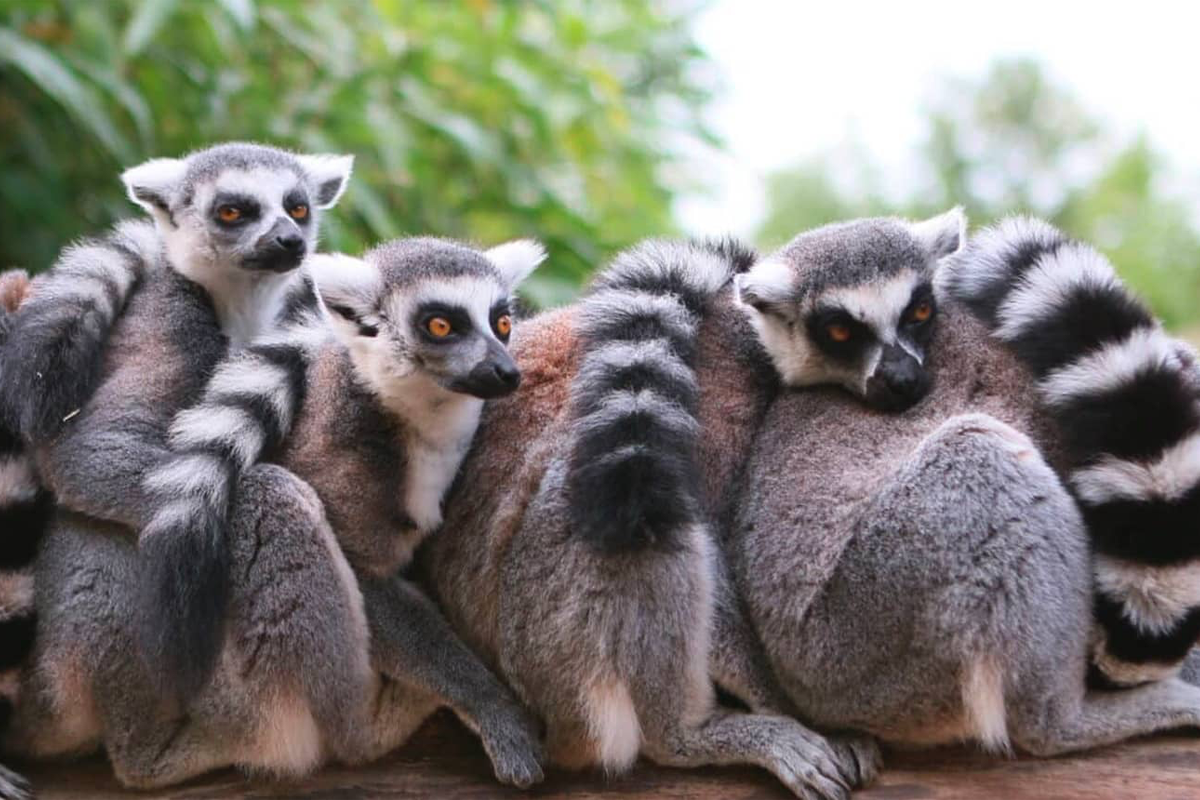 Entreeticket Vogelpark Avifauna + XXL speeltuin