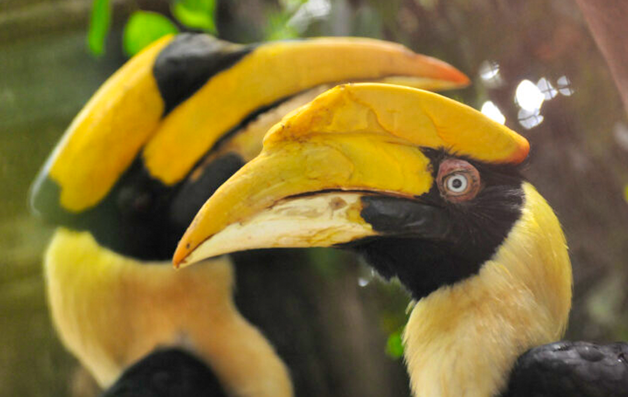 Entreeticket Vogelpark Avifauna + XXL speeltuin