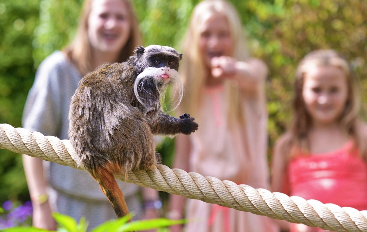 Entreeticket Vogelpark Avifauna + XXL speeltuin