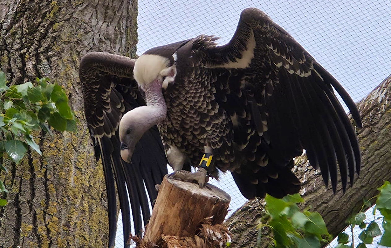 Entreeticket Vogelpark Avifauna + XXL speeltuin