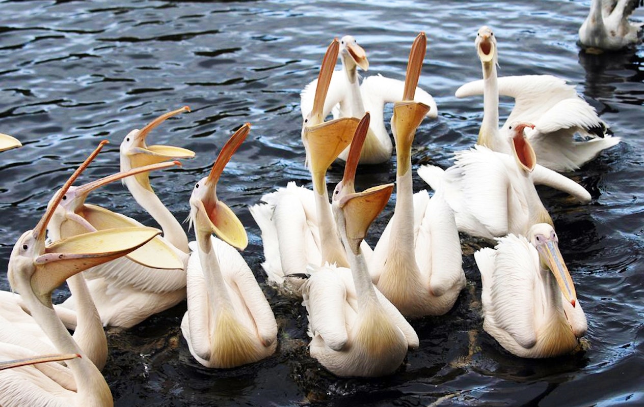 Entreeticket Vogelpark Avifauna + XXL speeltuin