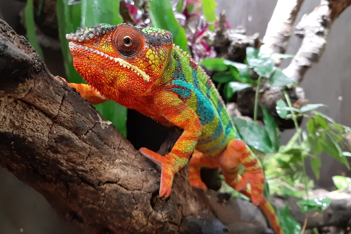 Entreeticket Berkenhof Tropical Zoo