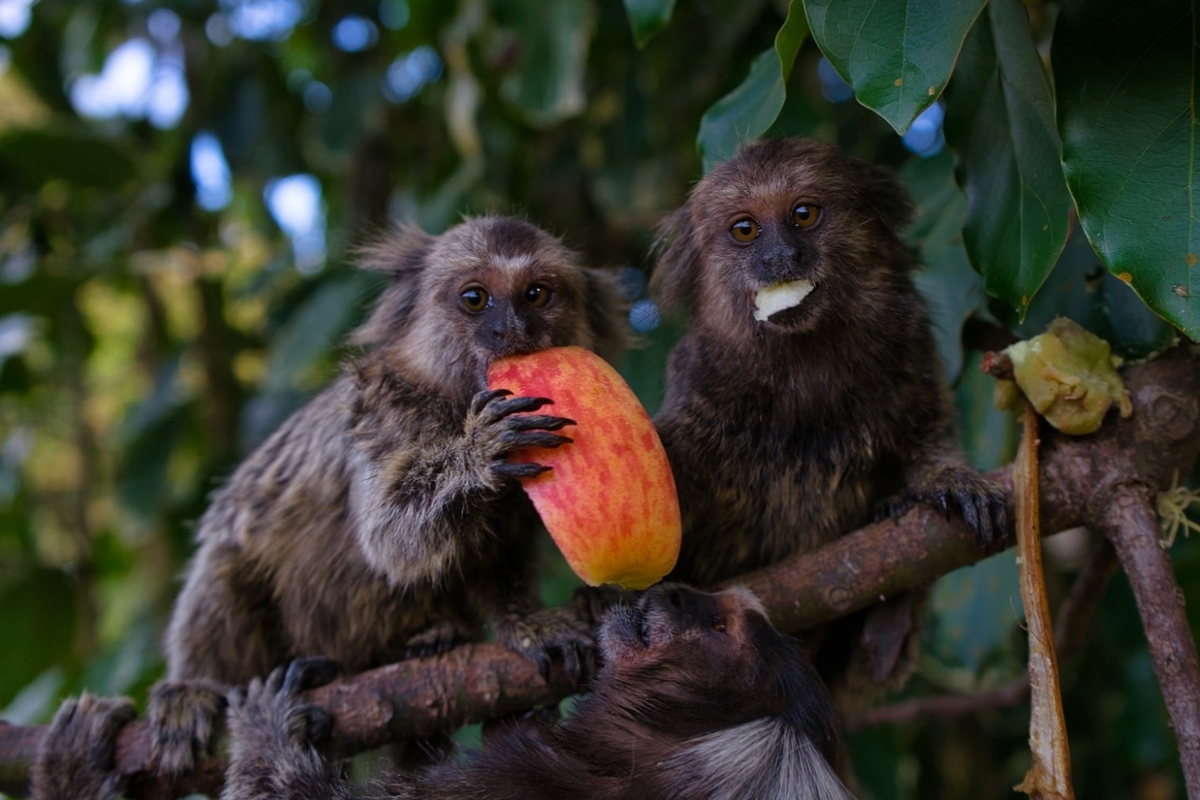 Entreeticket Berkenhof Tropical Zoo