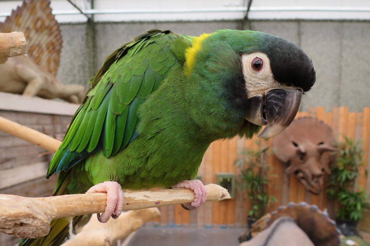 Entreeticket Berkenhof Tropical Zoo