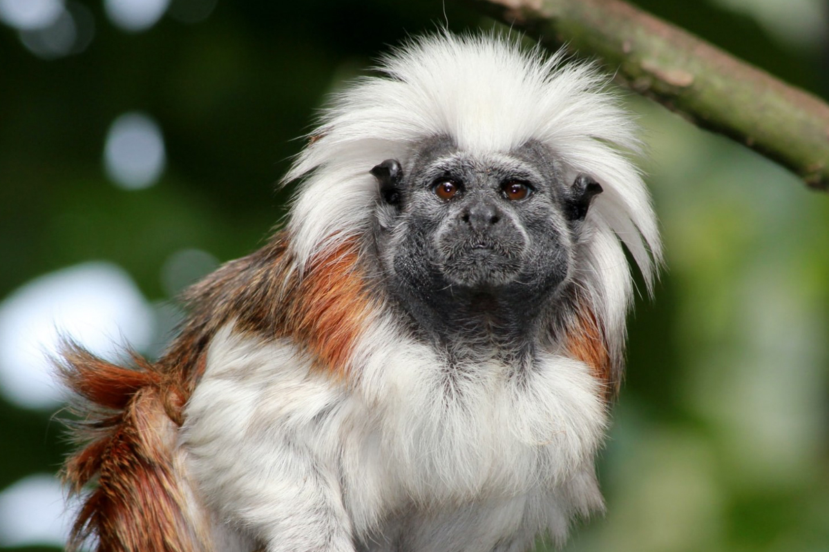 Entreeticket Berkenhof Tropical Zoo