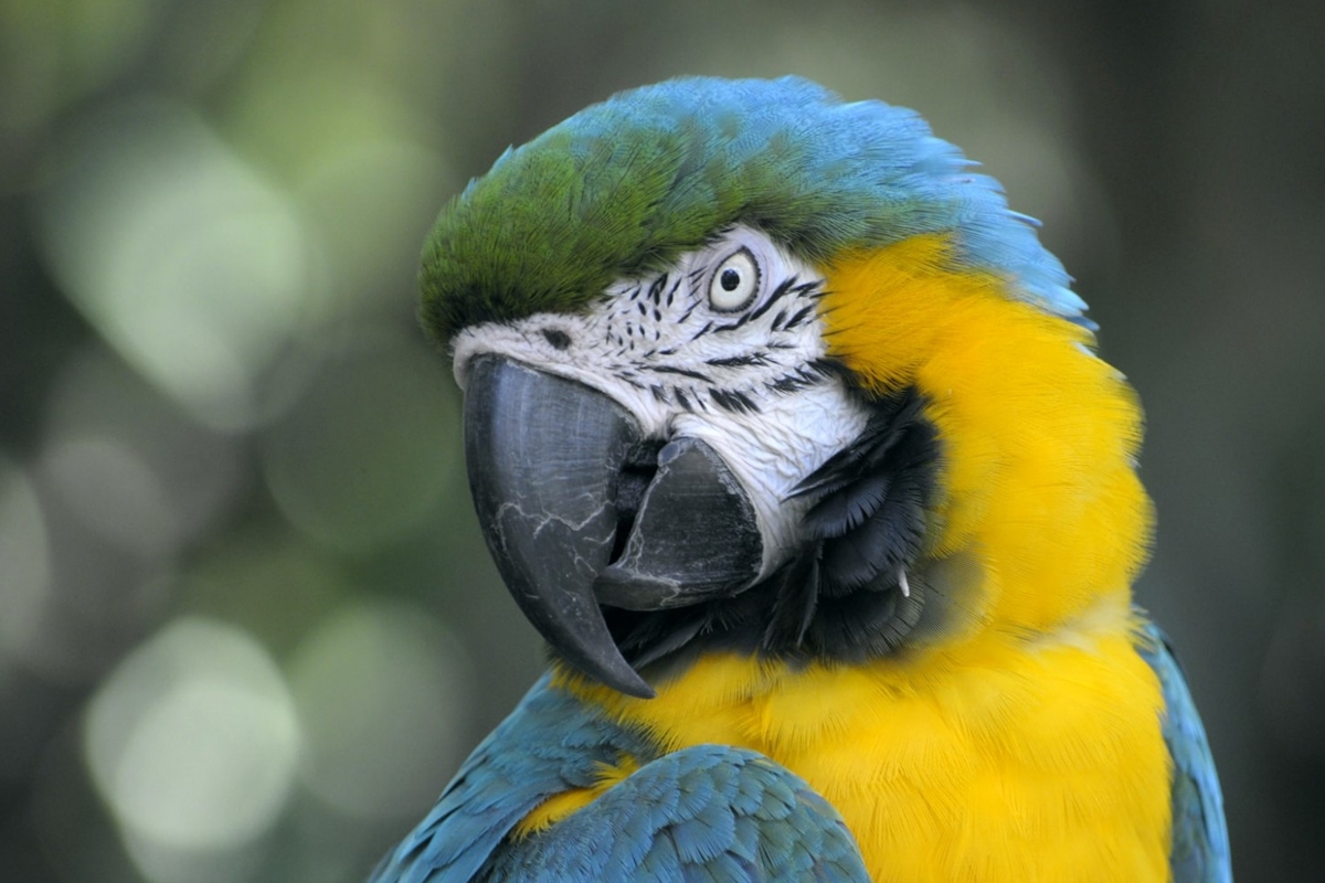 Entreeticket Berkenhof Tropical Zoo