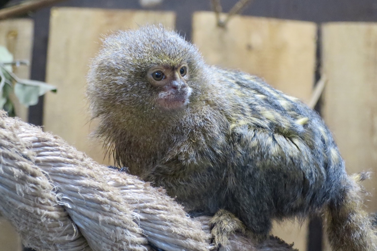 Entreeticket Berkenhof Tropical Zoo
