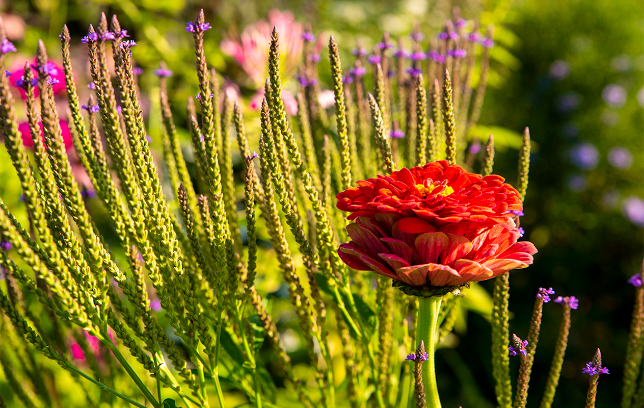 Entreeticket Bloemenpark Appeltern