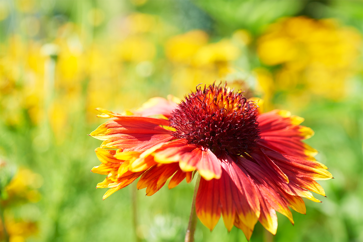 Entreeticket Bloemenpark Appeltern