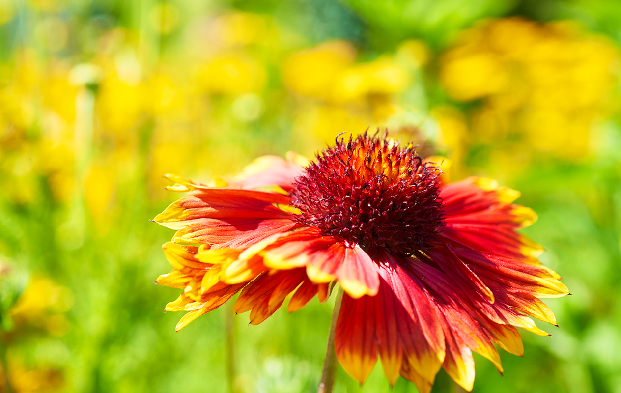 Entreeticket Bloemenpark Appeltern