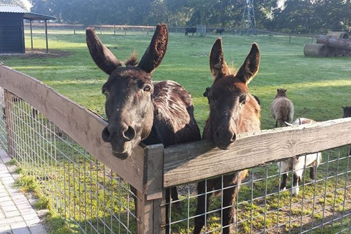 Entreeticket Boerderij Pret