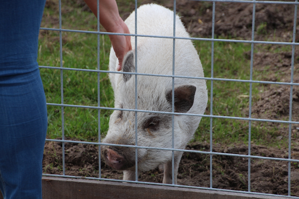 Entreeticket Boerderij Pret