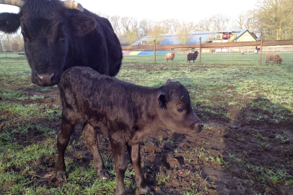 Entreeticket Boerderij Pret
