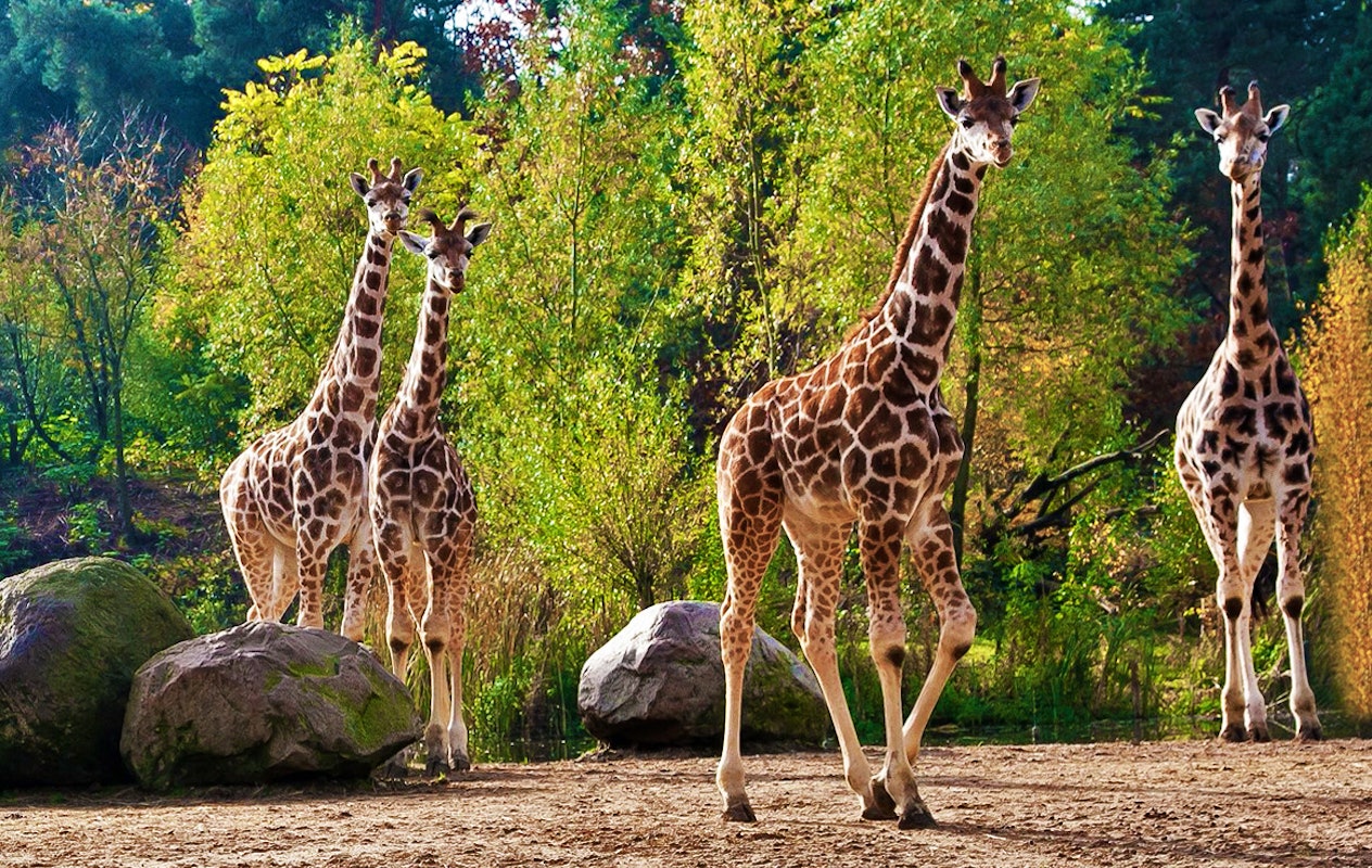 Entreeticket Burgers' Zoo