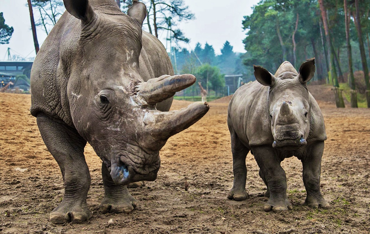 Entreeticket Burgers' Zoo