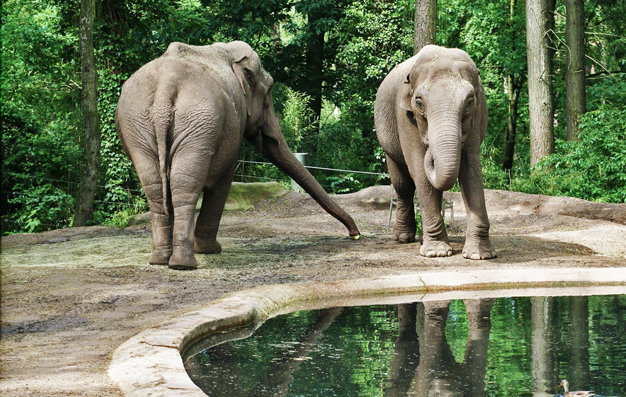 Entreeticket Burgers' Zoo