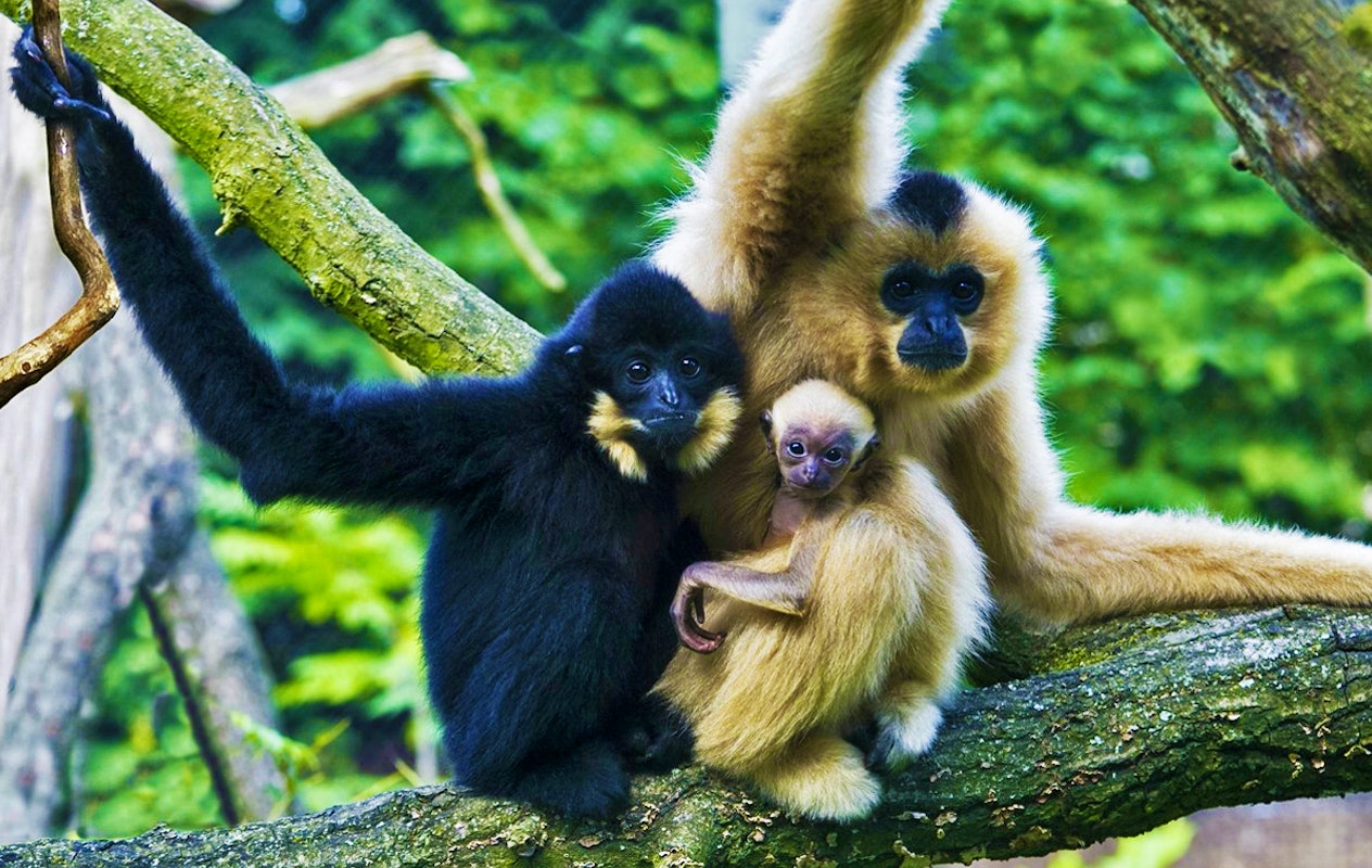 Entreeticket Burgers' Zoo