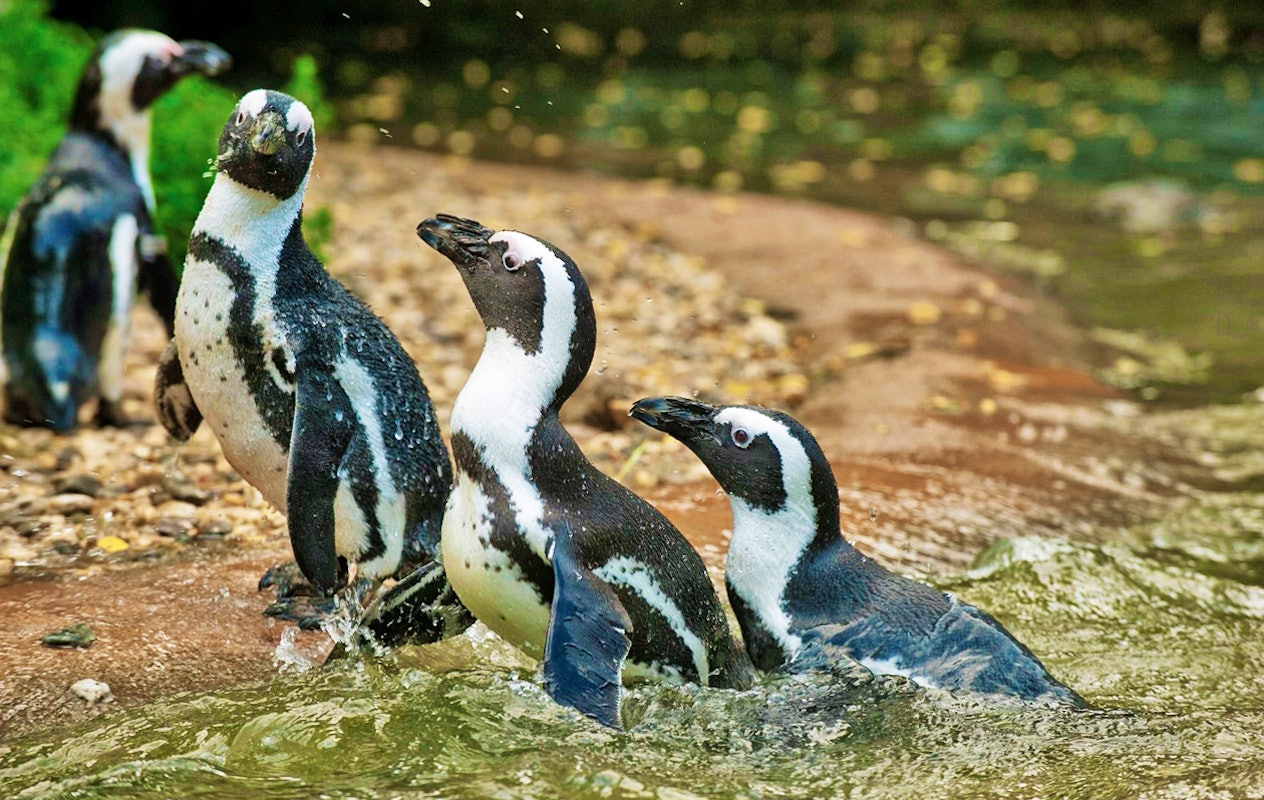 Entreeticket Burgers' Zoo