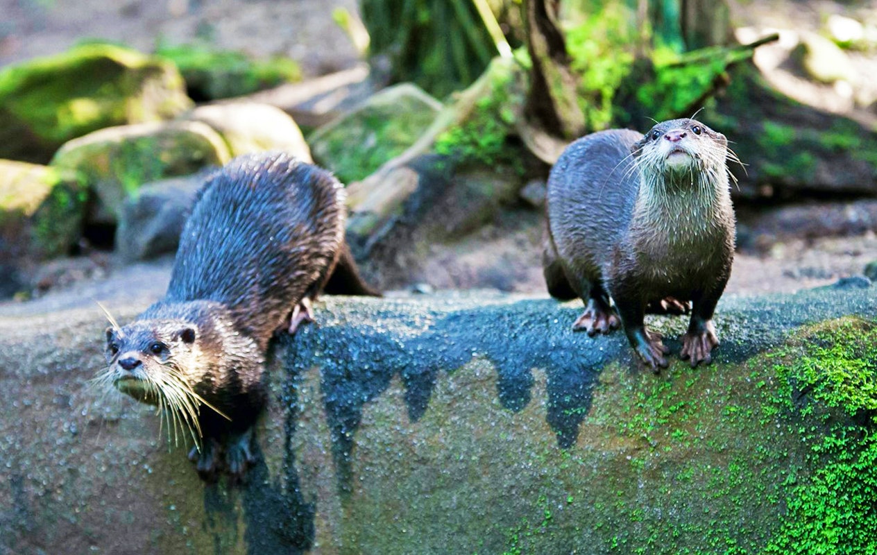 Entreeticket Burgers' Zoo