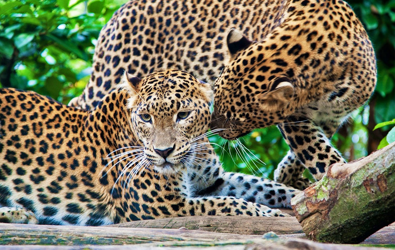 Entreeticket Burgers' Zoo